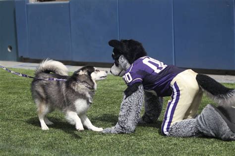 Thriving on Tradition: How the Washington Huskies Mascot Name Honors the Past